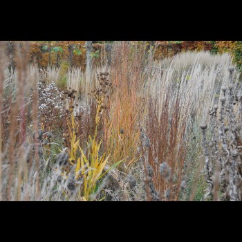 DE TUINEN VAN HOEGAARDEN winterbeeld (2)